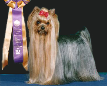 yorkshire terrier breeders in virginia