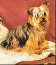 Yorkshire Terrier